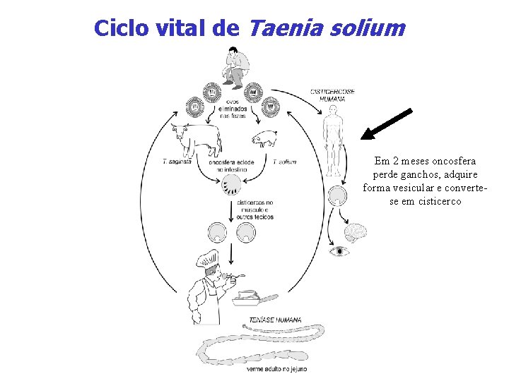 Ciclo vital de Taenia solium Em 2 meses oncosfera perde ganchos, adquire forma vesicular