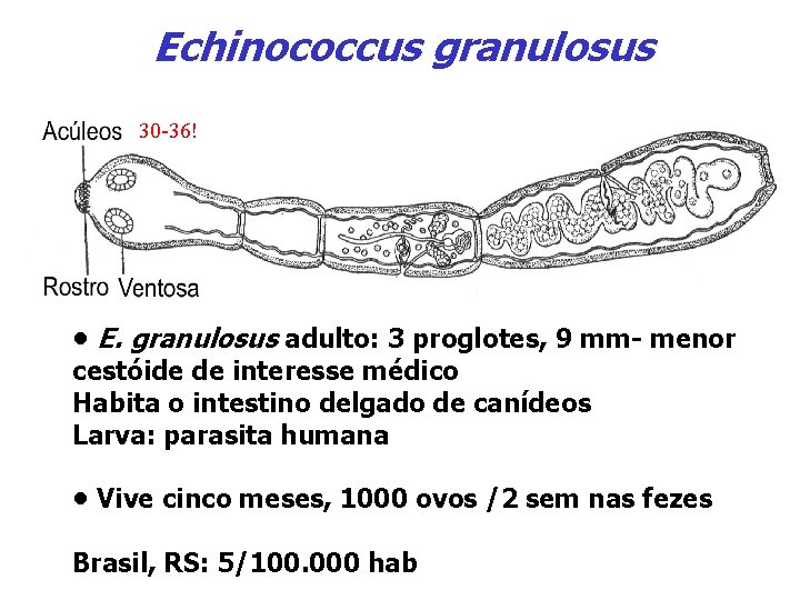Echinococcus granulosus 30 -36! • E. granulosus adulto: 3 proglotes, 9 mm- menor cestóide
