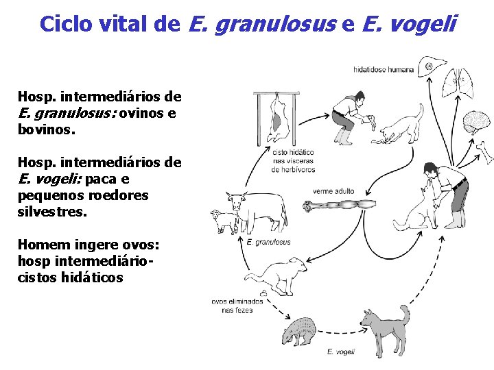 Ciclo vital de E. granulosus e E. vogeli Hosp. intermediários de E. granulosus: ovinos