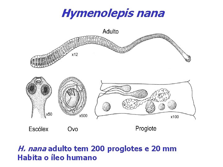 Hymenolepis nana H. nana adulto tem 200 proglotes e 20 mm Habita o íleo