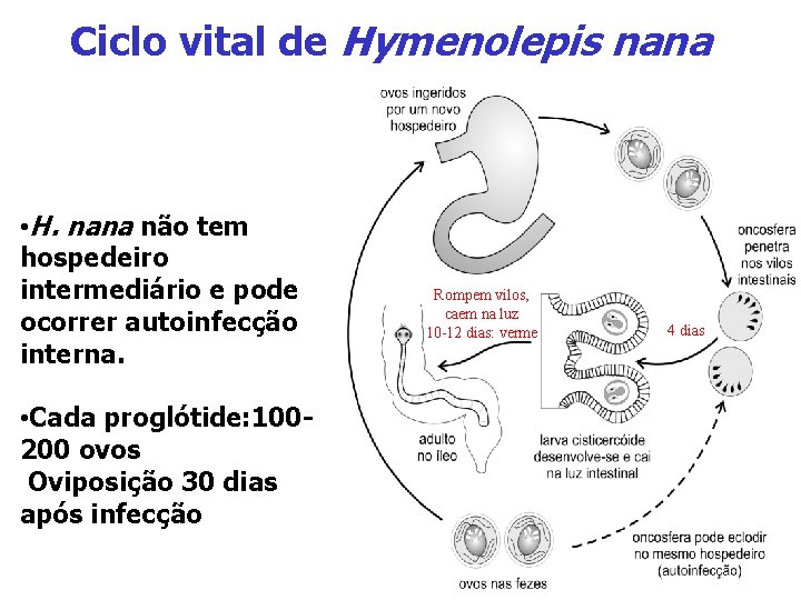 Ciclo vital de Hymenolepis nana • H. nana não tem hospedeiro intermediário e pode