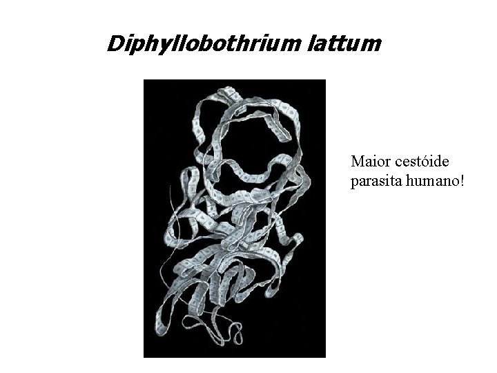 Diphyllobothrium lattum Maior cestóide parasita humano! 