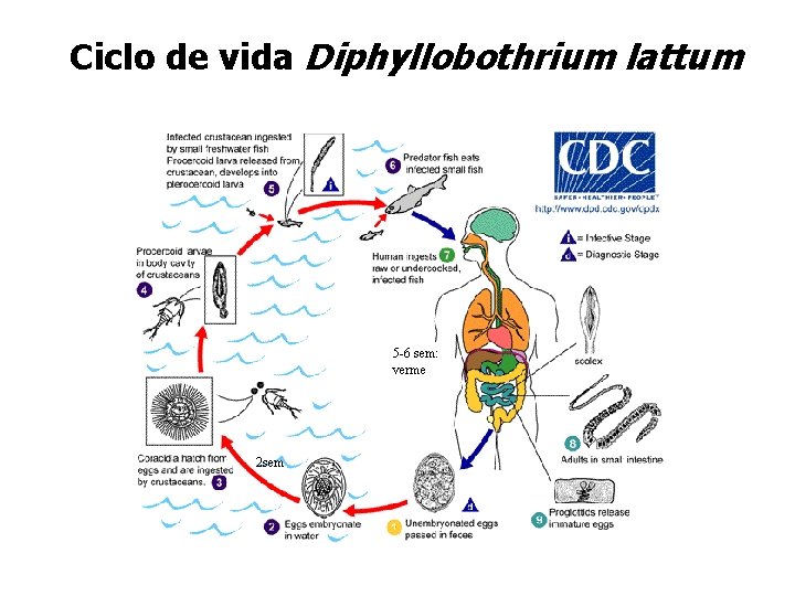 Ciclo de vida Diphyllobothrium lattum 5 -6 sem: verme 2 sem 