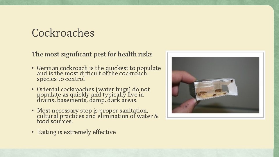 Cockroaches The most significant pest for health risks • German cockroach is the quickest