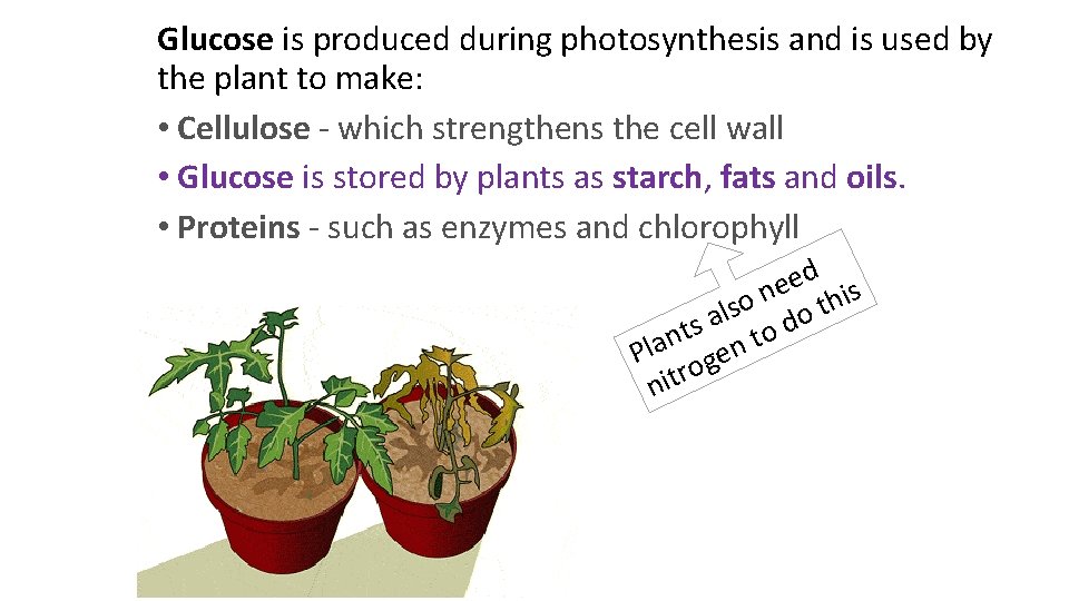 Glucose is produced during photosynthesis and is used by the plant to make: •