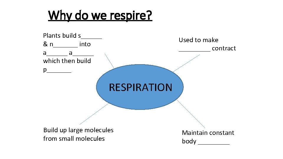 Why do we respire? Plants build s______ & n_______ into a______ which then build