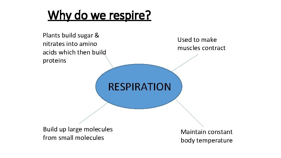 Why do we respire? Plants build sugar & nitrates into amino acids which then