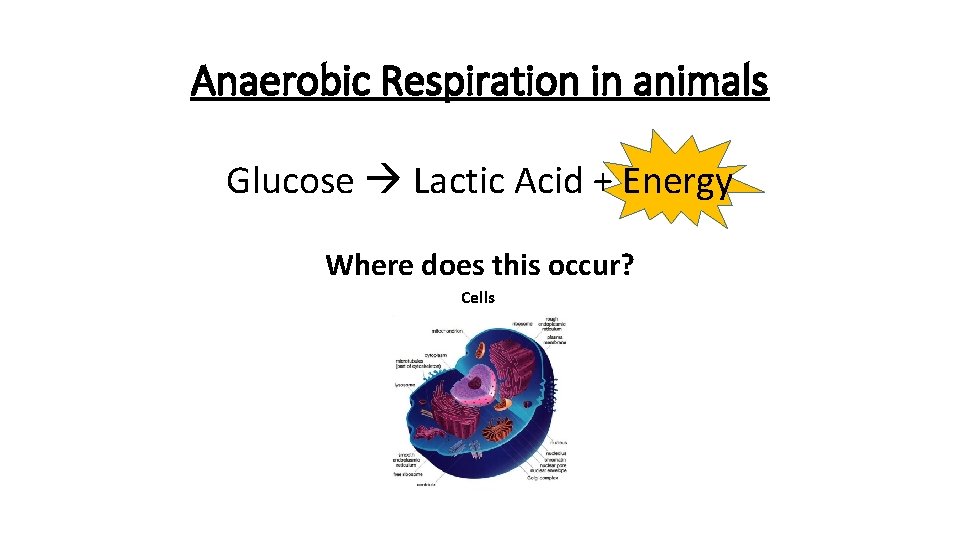 Anaerobic Respiration in animals Glucose Lactic Acid + Energy Where does this occur? Cells