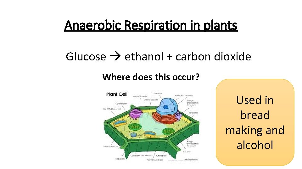 Anaerobic Respiration in plants Glucose ethanol + carbon dioxide Where does this occur? Used