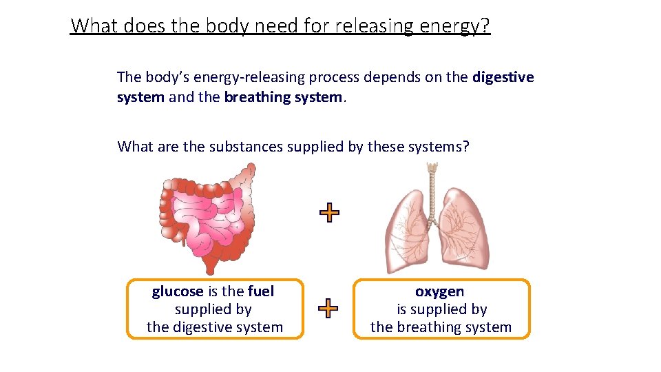 What does the body need for releasing energy? The body’s energy-releasing process depends on