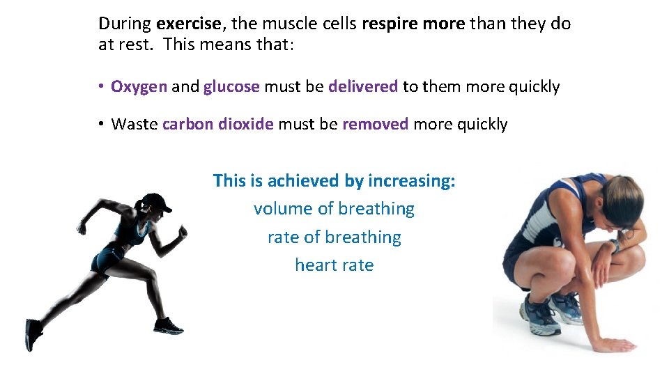 During exercise, the muscle cells respire more than they do at rest. This means