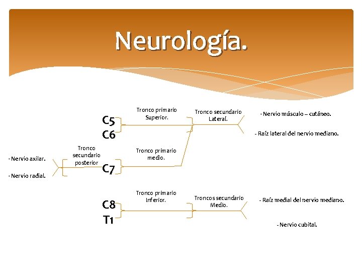 Neurología. C 5 C 6 - Nervio axilar. - Nervio radial. Tronco secundario posterior