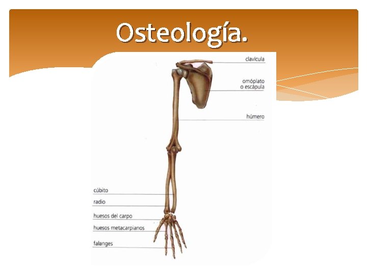 Osteología. 