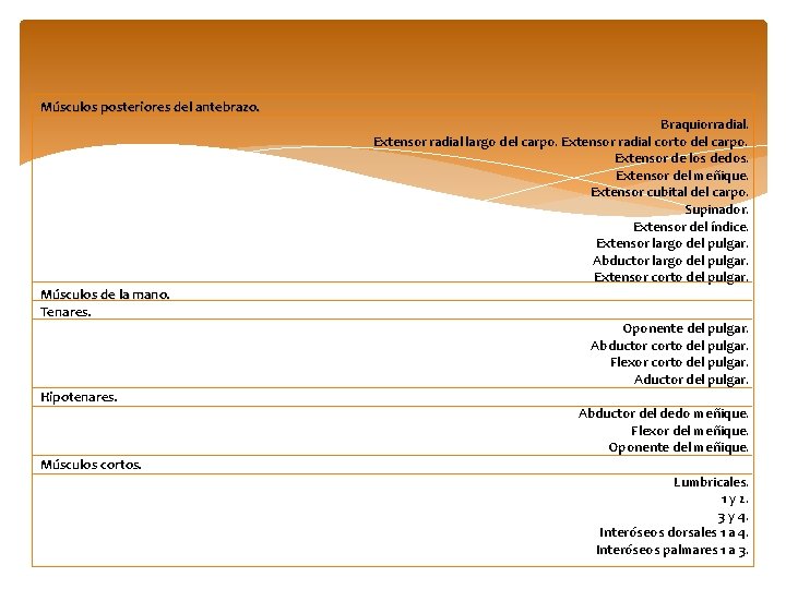 Músculos posteriores del antebrazo. Músculos de la mano. Tenares. Hipotenares. Músculos cortos. Braquiorradial. Extensor