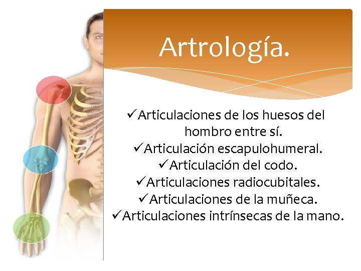 Artrología. üArticulaciones de los huesos del hombro entre sí. üArticulación escapulohumeral. üArticulación del codo.