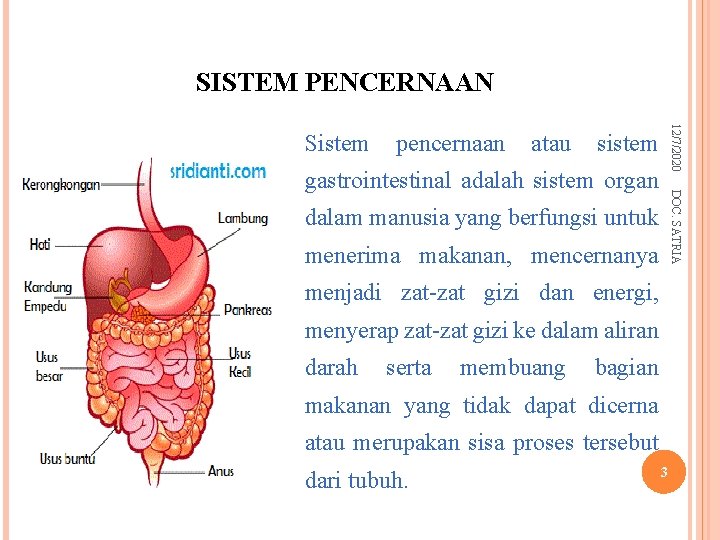 SISTEM PENCERNAAN dalam manusia yang berfungsi untuk menerima makanan, mencernanya menjadi zat-zat gizi dan