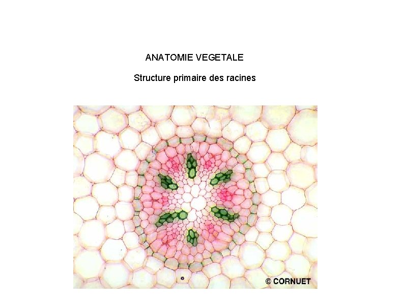 ANATOMIE VEGETALE Structure primaire des racines 