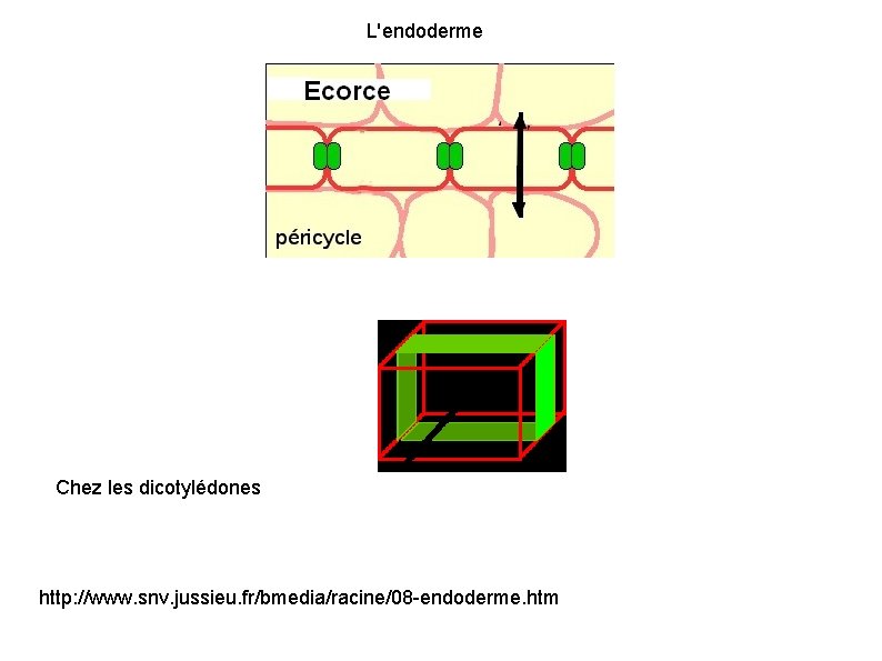 L'endoderme Chez les dicotylédones http: //www. snv. jussieu. fr/bmedia/racine/08 -endoderme. htm 