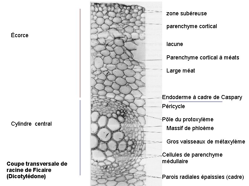 zone subéreuse parenchyme cortical Écorce lacune Parenchyme cortical à méats Large méat Endoderme à