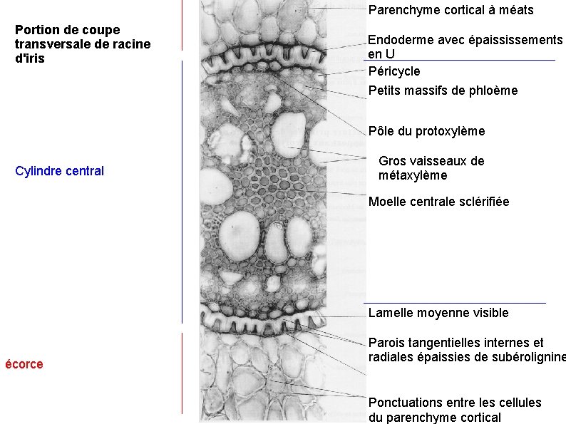 Parenchyme cortical à méats Portion de coupe transversale de racine d'iris Endoderme avec épaississements