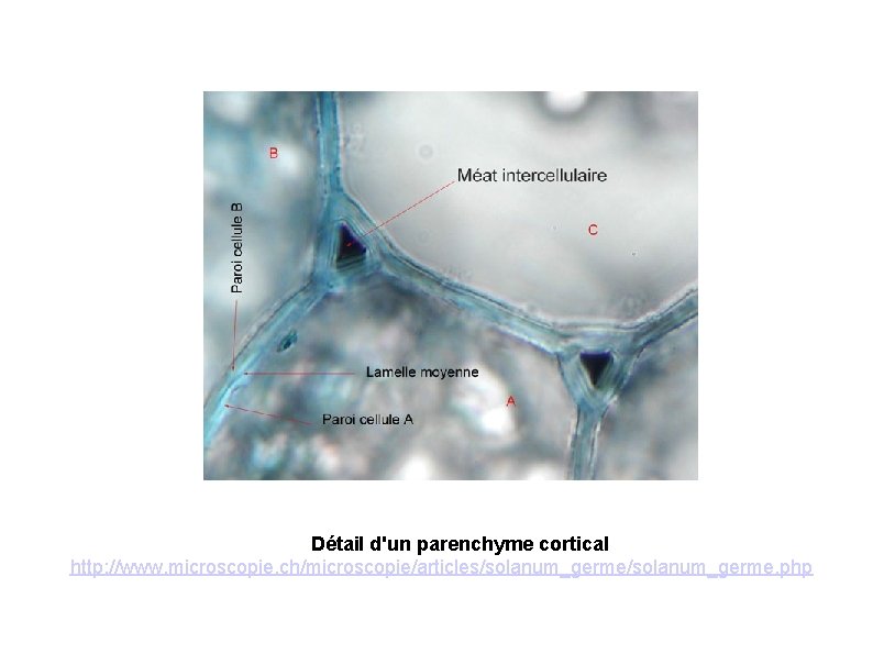 Détail d'un parenchyme cortical http: //www. microscopie. ch/microscopie/articles/solanum_germe. php 