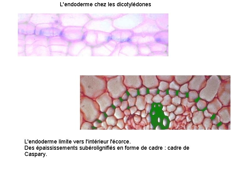 L'endoderme chez les dicotylédones L'endoderme limite vers l'intérieur l'écorce. Des épaississements subérolignifiés en forme