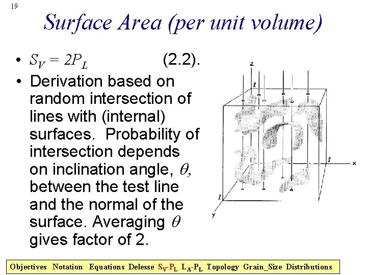 19 Surface Area (per unit volume) • SV = 2 PL (2. 2). •