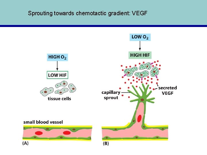 Sprouting towards chemotactic gradient: VEGF 