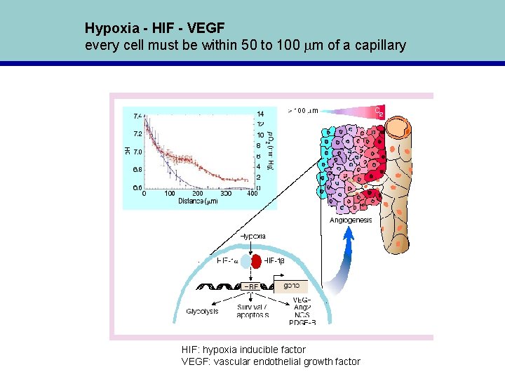 Hypoxia - HIF - VEGF every cell must be within 50 to 100 mm