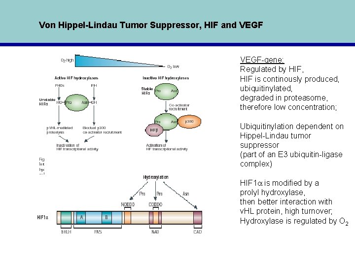 Von Hippel-Lindau Tumor Suppressor, HIF and VEGF-gene: Regulated by HIF, HIF is continously produced,