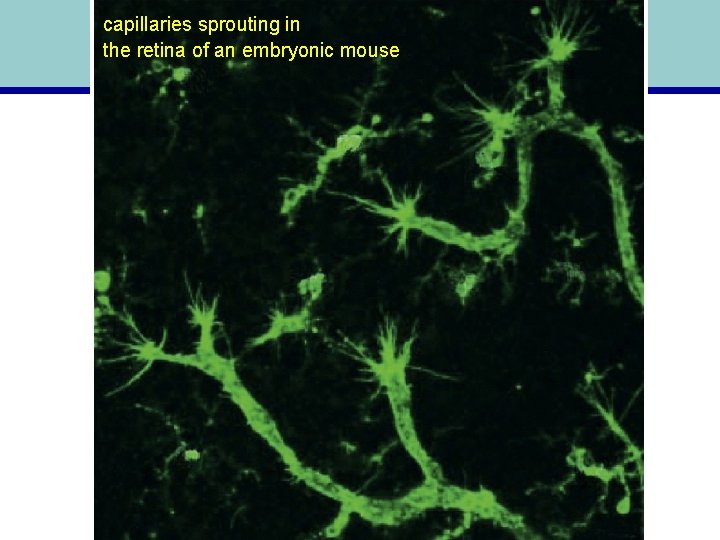 capillaries sprouting in the retina of an embryonic mouse 