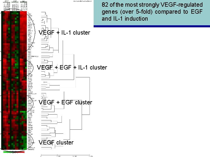 82 of the most strongly VEGF-regulated genes (over 5 -fold) compared to EGF and