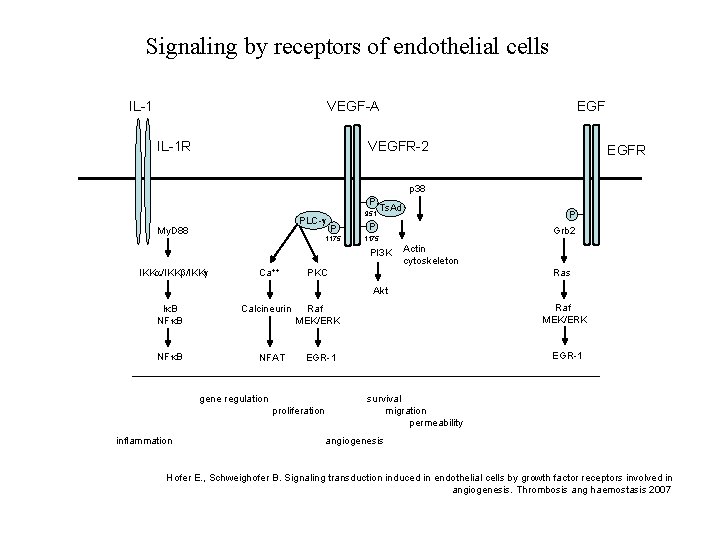 Signaling by receptors of endothelial cells IL-1 VEGF-A IL-1 R EGF VEGFR-2 EGFR p