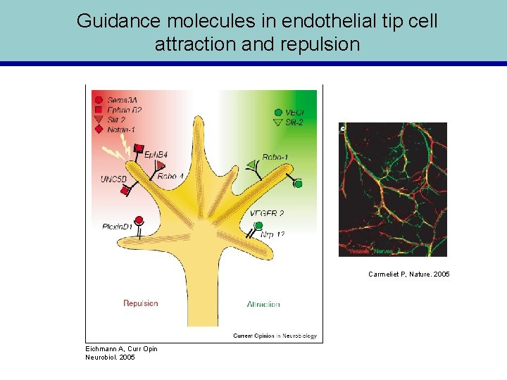 Guidance molecules in endothelial tip cell attraction and repulsion Carmeliet P, Nature. 2005 Eichmann