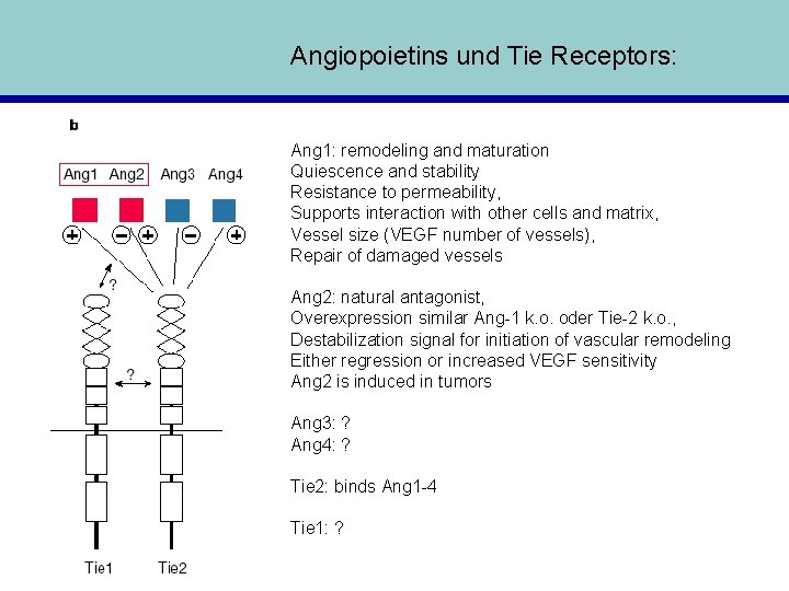 Angiopoietins und Tie Receptors: Ang 1: remodeling and maturation Quiescence and stability Resistance to