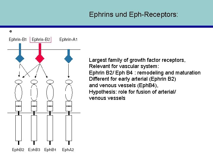 Ephrins und Eph-Receptors: Largest family of growth factor receptors, Relevant for vascular system: Ephrin