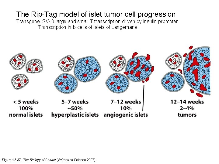 The Rip-Tag model of islet tumor cell progression Transgene: SV 40 large and small