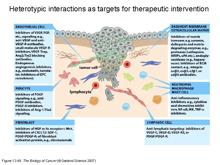 Heterotypic interactions as targets for therapeutic intervention Figure 13. 49 The Biology of Cancer