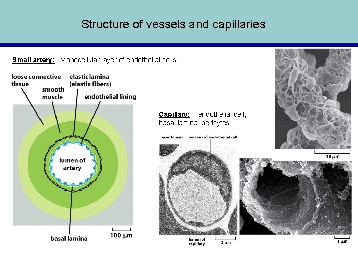 Structure of vessels and capillaries Small artery: Monocellular layer of endothelial cells Capillary: endothelial