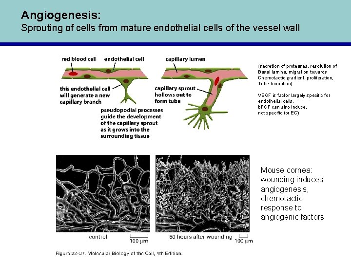 Angiogenesis: Sprouting of cells from mature endothelial cells of the vessel wall (secretion of