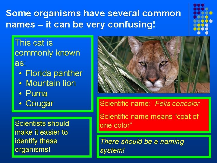 Some organisms have several common names – it can be very confusing! This cat