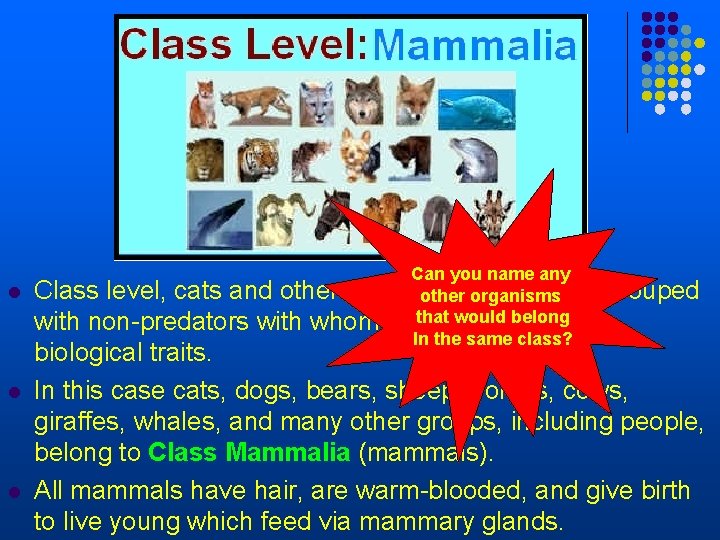 Can you name any l Class level, cats and other predatory animals are grouped