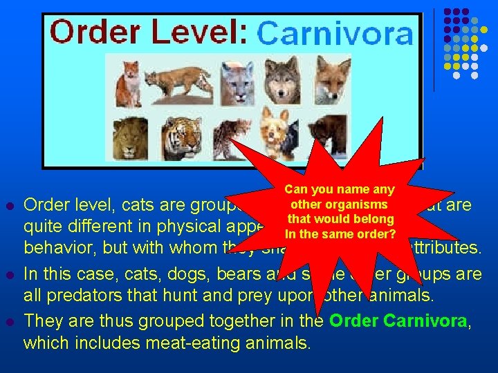 Can you name any other organisms l Order level, cats are grouped with other