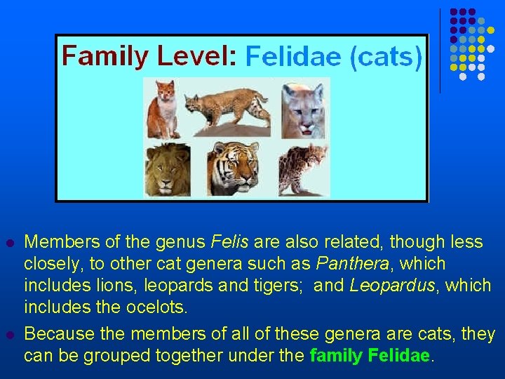 l l Members of the genus Felis are also related, though less closely, to