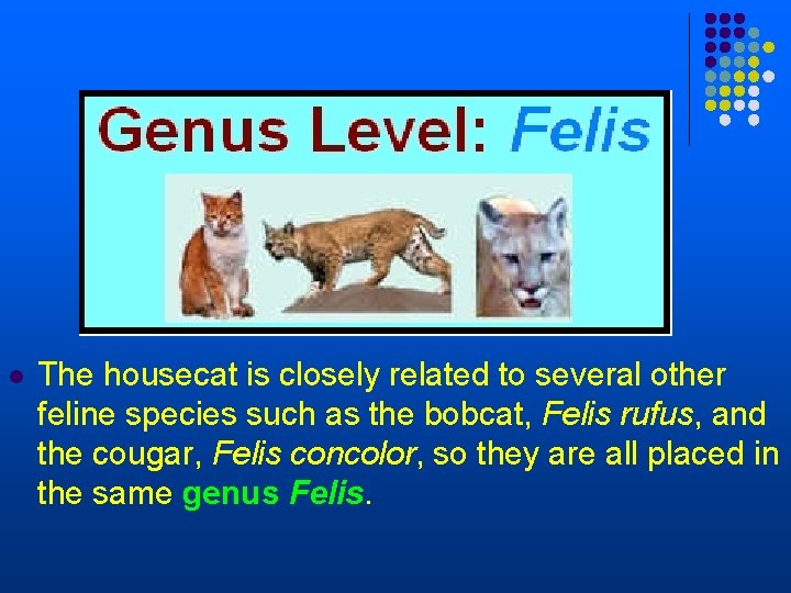 l The housecat is closely related to several other feline species such as the