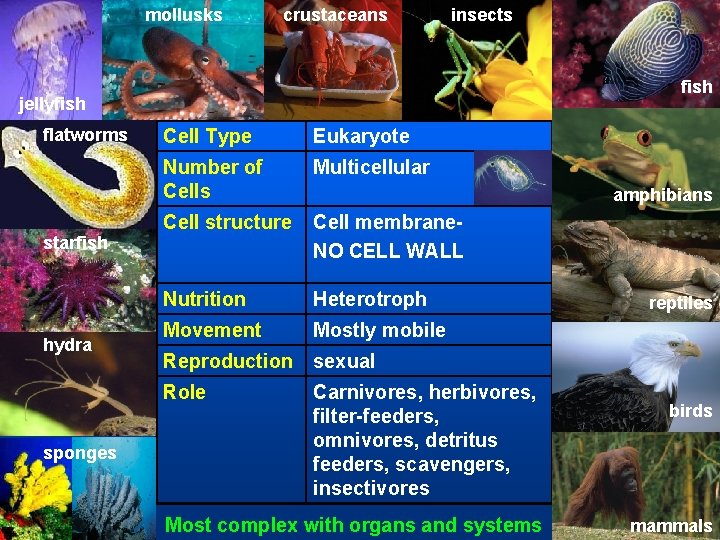 mollusks crustaceans insects Animals (Animalia) jellyfish flatworms starfish hydra sponges Cell Type Eukaryote Number