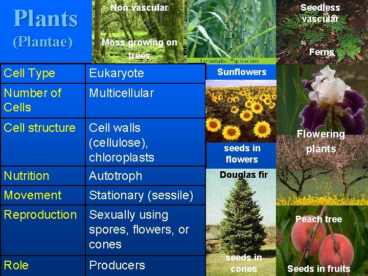 Plants (Plantae) Non vascular Moss growing on trees Cell Type Eukaryote Number of Cells