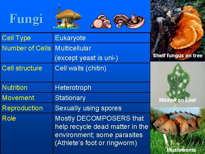 Fungi Cell Type Eukaryote Number of Cells Multicellular (except yeast is uni-) Cell structure