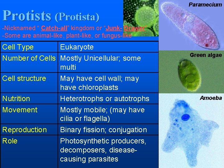 Protists (Protista) Paramecium -Nicknamed “ Catch-all” kingdom or “Junk- Drawer” -Some are animal-like, plant-like,