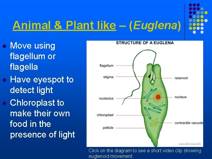 Animal & Plant like – (Euglena) l l l Move using flagellum or flagella